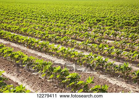 Conventional till cotton, approximately 10 leaf state; England, Arkansas, United States of America View Large Photo Image Stock Image - Conventional till cotton, approximately 10 leaf state; England, Arkansas, United States of America. Fotosearch