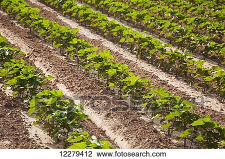 Conventional till cotton, approximately 10 leaf stage; England, Arkansas, United States of America View Large Photo Image Stock Image - Conventional till cotton, approximately 10 leaf stage; England, Arkansas, United States of America. Fotosearch