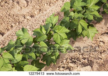Stock Image - Conventional till cotton, approximately 10 leaf state; England, Arkansas, United States of America. Fotosearch
