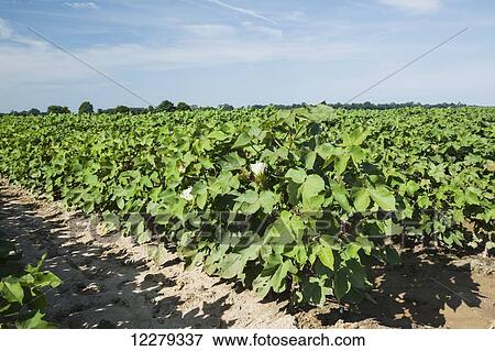 Stock Photo - Conventional till cotton at peak bloom stage, field with deep furrows for furrow irrigation; England, Arkansas, United States of America. Fotosearch