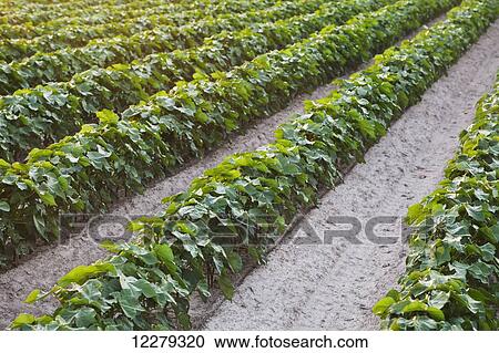 Conventional till cotton field with furrow irrigation; England, Arkansas, United States of America View Large Photo Image Stock Image - Conventional till cotton field with furrow irrigation; England, Arkansas, United States of America. Fotosearch