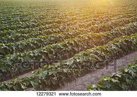 Conventional till cotton field with furrow irrigation; England, Arkansas, United States of America View Large Photo Image Stock Image - Conventional till cotton field with furrow irrigation; England, Arkansas, United States of America. Fotosearch