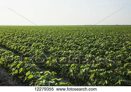 Stock Photography - Conventional till cotton, mid square set stage; England, Arkansas, United States of America. Fotosearch