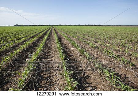 Stock Image - Corn, 5-6 leaf stage, reduced tillage method; England, Arkansas, United States of America. Fotosearch