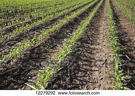 Corn, 5-6 leaf stage, reduced tillage method; England, Arkansas, United States of America View Large Photo Image Stock Image - Corn, 5-6 leaf stage, reduced tillage method; England, Arkansas, United States of America. Fotosearch