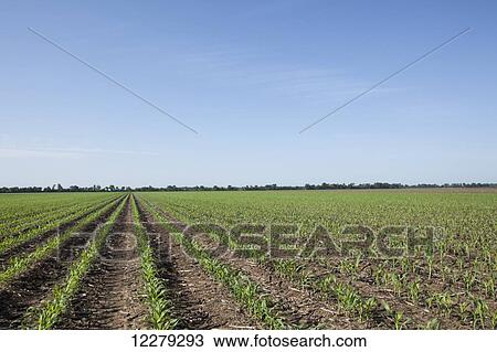 Stock Image - Corn, 5-6 leaf stage, reduced tillage method; England, Arkansas, United States of America. Fotosearch