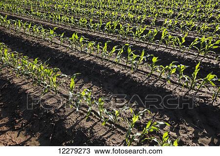 Stock Image - Corn at approximately 6-8 leaf stage, conventional till in early morning light; England, Arkansas, United States of America. Fotosearch