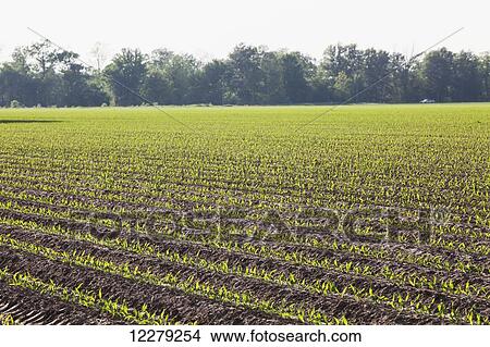 Corn in approximately 5 leaf stage growing on conventionally tilled soil which has been bedded to provided for effective furrow irrigation; England, Arkansas, United States of America View Large Photo Image Picture - Corn in approximately 5 leaf stage growing on conventionally tilled soil which has been bedded to provided for effective furrow irrigation; England, Arkansas, United States of America. Fotosearch