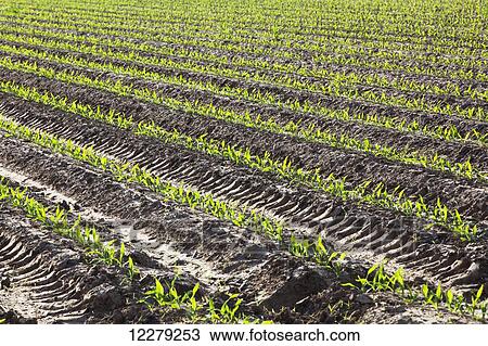 Corn in approximately 5 leaf stage growing on conventionally tilled soil which has been bedded to provided for effective furrow irrigation; England, Arkansas, United States of America View Large Photo Image Stock Image - Corn in approximately 5 leaf stage growing on conventionally tilled soil which has been bedded to provided for effective furrow irrigation; England, Arkansas, United States of America. Fotosearch