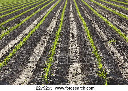 Stock Photography - Corn in approximately 5 leaf stage growing on conventionally tilled soil which has been bedded to provided for effective furrow irrigation; England, Arkansas, United States of America. Fotosearch