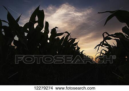 Picture - Corn plants at sunrise; England, Arkansas, United States of America. Fotosearch