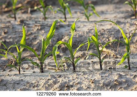 Stock Image - Corn seedlings at approximately 5-6 leaf stage on bedded land, conventional tillage; England, Arkansas, United States of America. Fotosearch