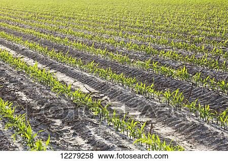 Stock Photo - Corn seedlings at approximately 5-6 leaf stage on bedded land, conventional tillage; England, Arkansas, United States of America. Fotosearch