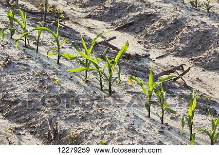 Stock Photo - Corn seedlings at approximately 5-6 leaf stage on bedded land, conventional tillage; England, Arkansas, United States of America. Fotosearch