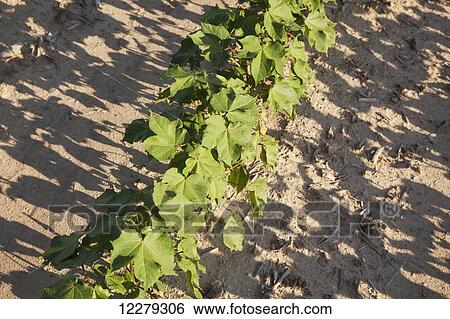 Cotton, approximately 10-12 leaf stage, conventional till; England, Arkansas, United States of America View Large Photo Image Stock Photograph - Cotton, approximately 10-12 leaf stage, conventional till; England, Arkansas, United States of America. Fotosearch