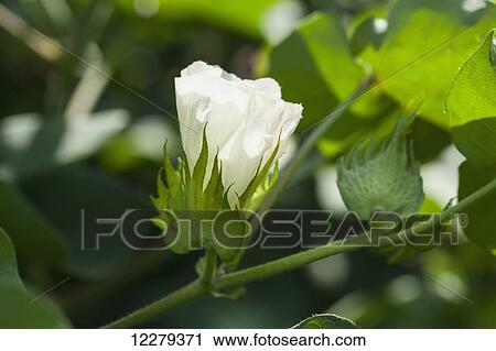 Cotton bloom; England, Arkansas, United States of America View Large Photo Image Stock Image - Cotton bloom; England, Arkansas, United States of America. Fotosearch