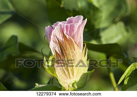 Cotton bloom in pink bloom stage; England, Arkansas, United States of America View Large Photo Image Picture - Cotton bloom in pink bloom stage; England, Arkansas, United States of America. Fotosearch