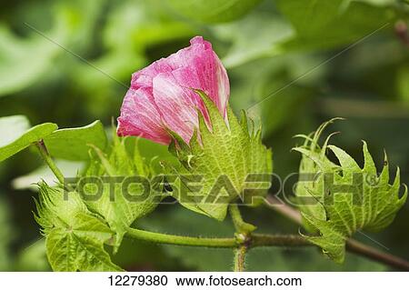 Stock Image - Cotton bloom in pink bloom stage; England, Arkansas, United States of America. Fotosearch