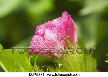 Cotton bloom in pink bloom stage; England, Arkansas, United States of America View Large Photo Image Stock Image - Cotton bloom in pink bloom stage; England, Arkansas, United States of America. Fotosearch