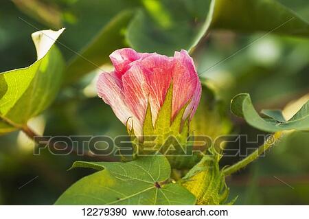 Cotton bloom in pink bloom stage; England, Arkansas, United States of America View Large Photo Image Stock Image - Cotton bloom in pink bloom stage; England, Arkansas, United States of America. Fotosearch