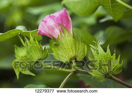 Stock Photo - Cotton bloom in pink bloom stage; England, Arkansas, United States of America. Fotosearch