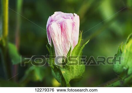 Stock Photograph - Cotton bloom in pink bloom stage; England, Arkansas, United States of America. Fotosearch