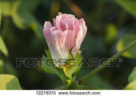 Stock Photography - Cotton bloom in pink bloom stage; England, Arkansas, United States of America. Fotosearch