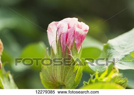 Stock Photography - Cotton bloom in pink bloom stage; England, Arkansas, United States of America. Fotosearch