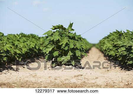 Stock Photo - Cotton field at the end of the row of plants; England, Arkansas, United States of America. Fotosearch
