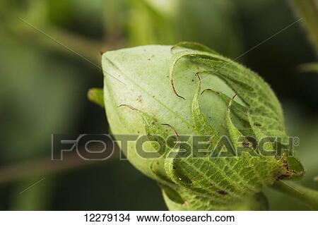 Picture - Cotton, green boll; England, Arkansas, United States of America. Fotosearch