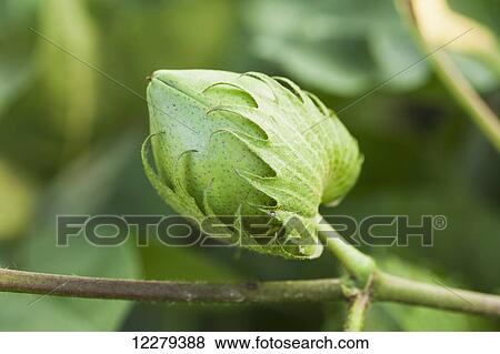 Stock Photo - Cotton, green boll; England, Arkansas, United States of America. Fotosearch