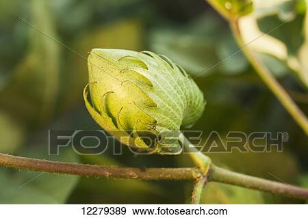 Stock Photo - Cotton, green boll; England, Arkansas, United States of America. Fotosearch