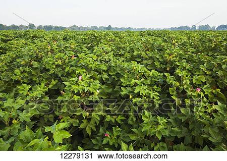 Cotton in early September, as flowering reaches the tops of plants, meaning that fruit-set period is about to end; England, Arkansas, United States of America View Large Photo Image Stock Image - Cotton in early September, as flowering reaches the tops of plants, meaning that fruit-set period is about to end; England, Arkansas, United States of America. Fotosearch
