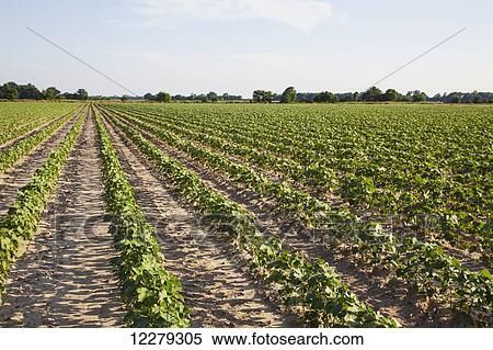Stock Photography - Cotton in the approximate 6 leaf stage, conventional tillage system; England, Arkansas, United States of America. Fotosearch