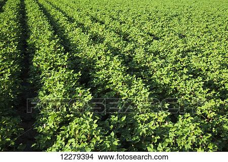 Cotton, no till and furrow irrigated, advanced stage of fruit set, loaded with blooms and developing bolls; England, Arkansas, United States of America View Large Photo Image Picture - Cotton, no till and furrow irrigated, advanced stage of fruit set, loaded with blooms and developing bolls; England, Arkansas, United States of America. Fotosearch