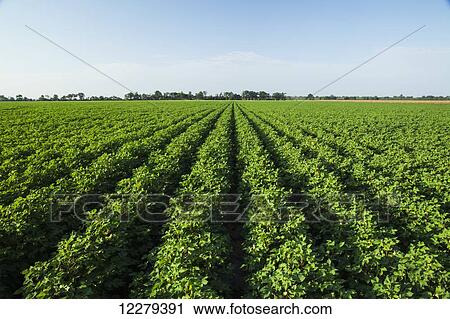 Stock Image - Cotton, no till and furrow irrigated, advanced stage of fruit set, loaded with blooms and developing bolls; England, Arkansas, United States of America. Fotosearch
