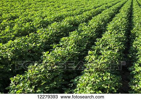 Stock Image - Cotton, no till and furrow irrigated, advanced stage of fruit set, loaded with blooms and developing bolls; England, Arkansas, United States of America. Fotosearch