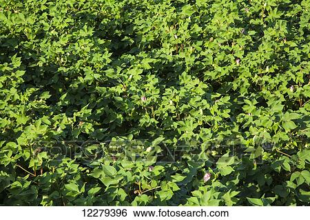 Stock Photograph - Cotton, no till and furrow irrigated, advanced stage of fruit set, loaded with blooms and developing bolls; England, Arkansas, United States of America. Fotosearch