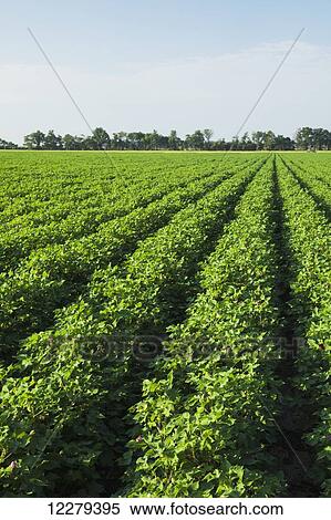 Stock Photography - Cotton, no till and furrow irrigated, advanced stage of fruit set, loaded with blooms and developing bolls; England, Arkansas, United States of America. Fotosearch