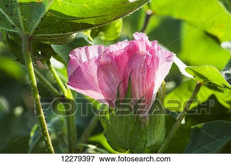 Stock Photo - Cotton pink bloom; England, Arkansas, United States of America. Fotosearch