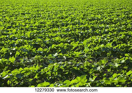 Stock Image - Cotton plants at mid-square setting stage, backlit by early morning sun, looking across the rows; England, Arkansas, United States of America. Fotosearch
