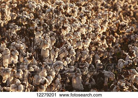 Cotton plants loaded with open cotton, ready to be harvested; England, Arkansas, United States of America View Large Photo Image Stock Image - Cotton plants loaded with open cotton, ready to be harvested; England, Arkansas, United States of America. Fotosearch
