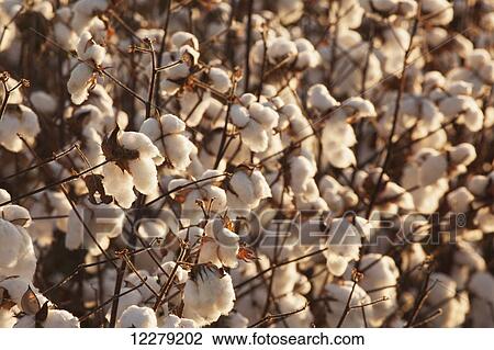 Cotton plants loaded with open cotton, ready to be harvested; England, Arkansas, United States of America View Large Photo Image Stock Image - Cotton plants loaded with open cotton, ready to be harvested; England, Arkansas, United States of America. Fotosearch