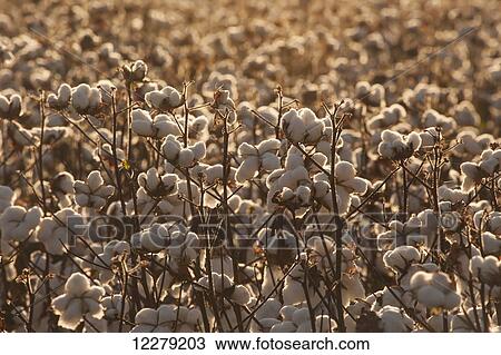 Stock Image - Cotton plants loaded with open cotton, ready to be harvested; England, Arkansas, United States of America. Fotosearch