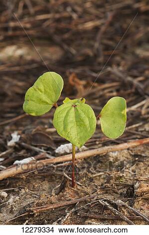 Picture - Cotton seedling, 2 true leaf stage, no till culture; England, Arkansas, United States of America. Fotosearch
