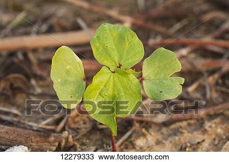 Cotton seedling, 2 true leaf stage, no till culture; England, Arkansas, United States of America View Large Photo Image Stock Image - Cotton seedling, 2 true leaf stage, no till culture; England, Arkansas, United States of America. Fotosearch