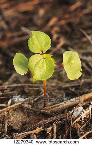 Cotton seedling, 2 true leaf stage, no till culture; England, Arkansas, United States of America View Large Photo Image Stock Image - Cotton seedling, 2 true leaf stage, no till culture; England, Arkansas, United States of America. Fotosearch