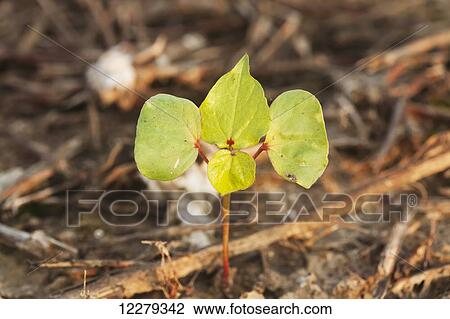 Stock Image - Cotton seedling, 2 true leaf stage, no till culture; England, Arkansas, United States of America. Fotosearch