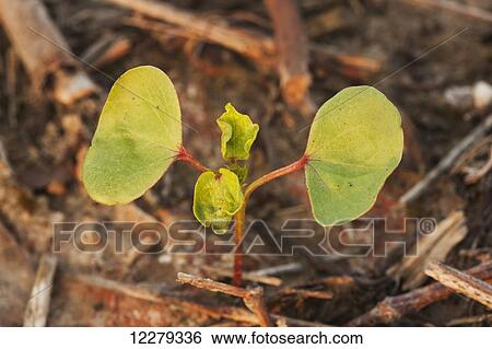 Stock Photograph - Cotton seedling, 2 true leaf stage, no till culture; England, Arkansas, United States of America. Fotosearch