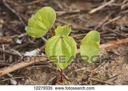Stock Photography - Cotton seedling, 2 true leaf stage, no till culture; England, Arkansas, United States of America. Fotosearch